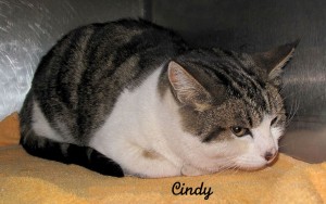 13-01-25 White & Tabby spayed fem cat CINDY 2 ID13-01-021 - SBP 1-21 Wayne Deja FACEBOOK