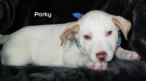 13-02-08 Last of 5 American Bulldog mix puppies male 2 ID13-01-006 - SBP 1-4 to BV FACEBOOK