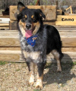 13-02-13 Aussie mix 3 yrs EMMA 2 ID - OR2-13 Adopter Tracie McCall - FACEBOOK