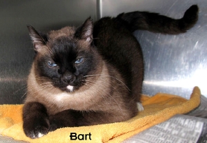 13-02-22 Seal Pt Siamese neut male 6 yrs BART 2 ID13-02-011 - FACEBOOK