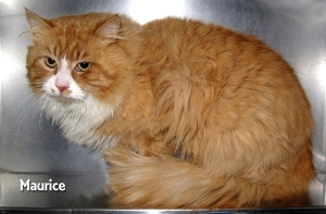 13-04-02 LH Oranage Tabby Tuxedo adult MAURICE 1 ID13-03-015 -  FACEBOOK 2