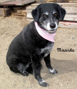 13-04-05 Black Lab mix senior fem MIRANDA 1 ID13-04-003 - Stray 4-3 Bourbon St Aberdeen FACEBOOK 2