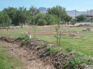 The Big Pine Tribal Permaculture Demonstration Garden swale is planted with fruit trees, berries and shrubs which shall create an edible food forest in a couple of years. 