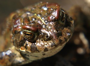 Yosemite Toad.  Photo by Andrew Kirk