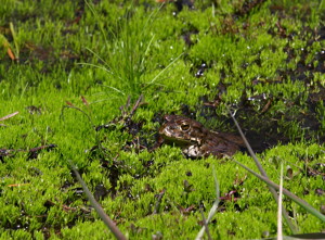 Yosemite toad depends on habitat cover.