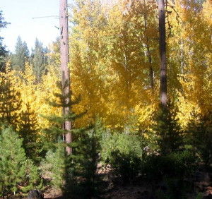 californiaforest