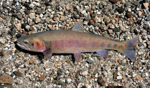 Native trout