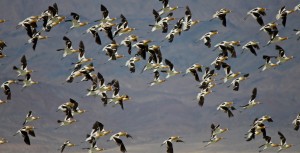 Avocet flock.  Photo by Gail Klett