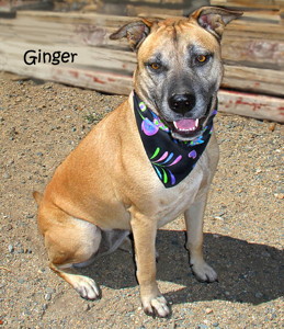 13-09-07 GINGER Shepherd Pit mix ID13-09-010 - KSRW