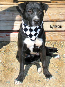 13-10-04 WILSON Black Lab mix ID13-06-024 - KSRW