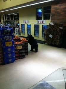 Photo of bear in Vons went viral on Facebook.