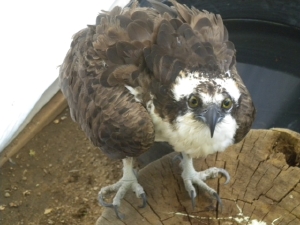Osprey tangled in fishing line and hooks, released.
