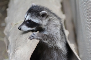 Orphaned raccoon, released along with 4 siblings. Photo by Peggy Hankins