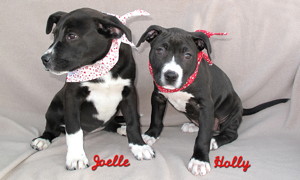 14-01-10 Two Lab mix fem pups B&W 9 wks HOLLY ID13-12-019 & 12 wks ID14-01-002 C COLOR NEWSPAPER