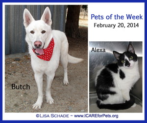 14-02-14 BUTCH White German Shepherd neut male 1 yr ID14-02-012 & ALEXA B&W fem cat ID13-11-023 - KSRW