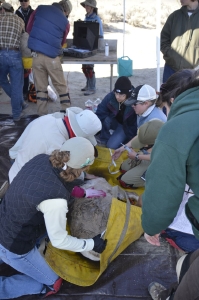 Caption 1: CDFW Biologists, staff and volunteers work closely to give the captured bighorn sheep a complete checkup and recored more than 30 historical and medical data points as well as collect DNA, hair, blood and saliva. 