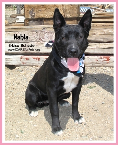 14-04-20 Black Lab Shepherd mix 7 mo fem NAHLA ID14-04-013 - OR 4-13 Jessie Armstrong 113 Winuba FACEBOOK