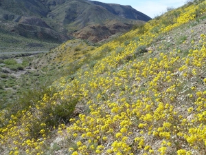 Death Valley flowers 2014 1