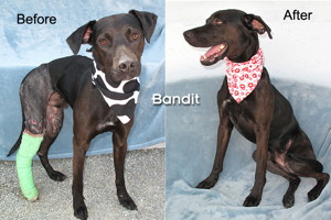 14-07-16 BANDIT BEFORE & AFTER Black Lab mix male 18 mo ID14-04-010 - COLOR NEWSPAPER
