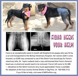 14-07-25 Rottweiler mix puppy 6 mo fem 2 ID14-07-034 - HBC 7-17 W Line LEFT & RIGHT FACEBOOK LARGE