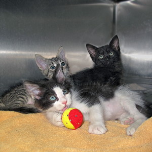 14-08-23 ZAYN, LIAM & LOUIS Two kittens 1 gray & 1 B&W ID14-07-039 from Matlick  & 1 black ID14-08-023 - COLOR NEWSPAPER