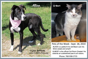 14-08-23 ALICE  Lab Pit mix fem 9 mo ID14-08-044  & Q-BERT gray & white neut male cat ID14-08-041 - FACEBOOK