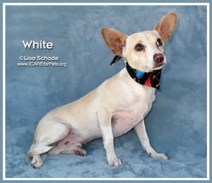 14-08-23 Chihuahua Dachshund mix unneut male 9 mo WHITE 3 ID14-08-033 - OR 8-17 Anna Gonzalez 2250 Loch Lomond 920-9233 FACEBOOK