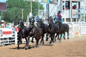 Photo courtesy Nicole Njos and Percheron Thunder