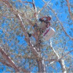 climber in tree