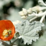 A bee rests inside a bright orange Apricot Mallow bloom. This is one of the many beautiful native varieties that could bring pollinators to your backyard this spring.