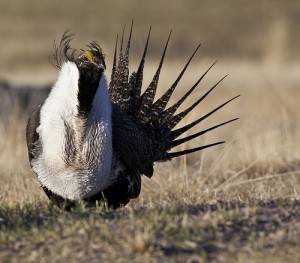 Sage Grouse PR Image 1