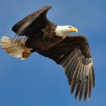 Bald Eagle Photos courtesy of Ron Oriti