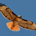 Red-tailed Hawk