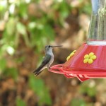 ESWC recently responded to three calls of hummingbirds trapped in buildings. Feeders placed closed to doorways can sometimes be responsible.