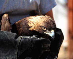 Male Golden Eagle who was reunited with his mate after recovery. Photo by Peggy Hankings