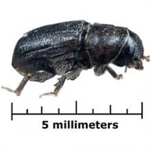 bark_beetle