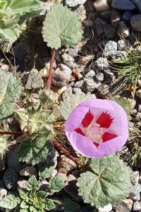 Desert Five-spot