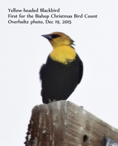 Yellow-headed Blackbird overholtz Bishop CBC 19Dec2015