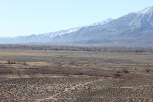 A section of the 300-acre Five Bridges mitigation area, south of the Owens River identified by the tree line 