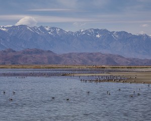 A flood control pond on the Owens Lake hosts birds and creates a scenic landscape, thanks to the Sierra in the background. Photo by Robin Black