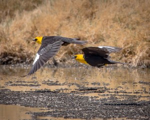 A pair of Yellow Headed Blackbirds in flight on the Owens Lake. Photo by Robin Black