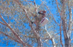 Trained Rescue and Return volunteer returning Great Horned Owl baby to nest.