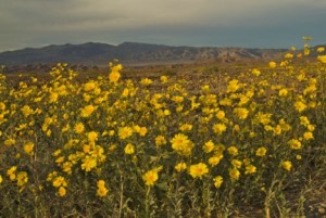 Desert Gold blooming in Death Valley Photob by Stephen Ingram