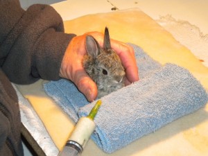 Orphaned cottontail rabbit with foster mom. 