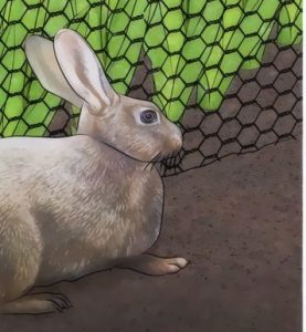 A simple wire fence can keep hungry Rabbits out of your garden.