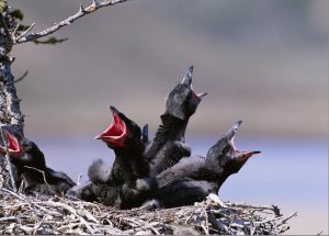  Four hungry young Ravens calling for their parents. Photos courtesy of ESWC 