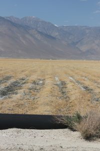 A salt grass field 