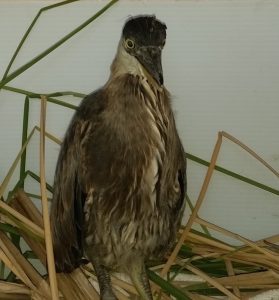  Great Blue Heron stands in recovery cage at Eastern Sierra Wildlife Care.