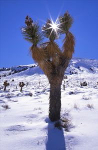 joshuatree_yuccaflat-credit-stephen-ingram