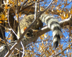 ringtail 6 cropped